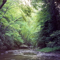 Downstream of Dog Fork